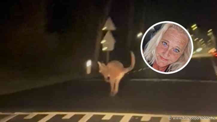 Ontsnapte wallaby komt recht op auto van Sylvia af: 'Hij keek me aan'