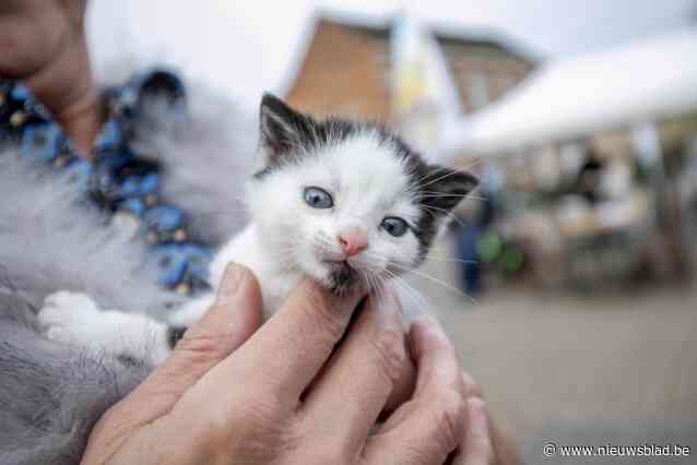 Sint-Hubertusviering met dierenwijding keert terug in Roosdaal