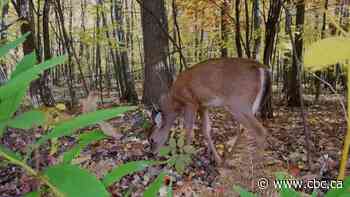 Haudenosaunee deer harvest set to begin in Dundas Valley Conservation Area