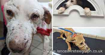 Amazing transformation of 3 dogs rescued from filthy home - pictures