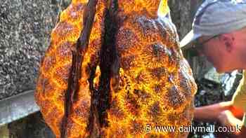 Bizarre orange 'alien egg sacs' are discovered in river - baffling local ecologists