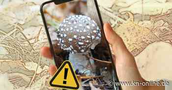 Pilze: So gefährlich kann die Pilzsuche mit App sein – ein Test