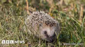 People reminded to check bonfires for hedgehogs