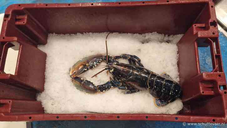 Het gaat zo slecht met de Oosterscheldekreeft dat feestelijke seizoensopening is afgelast
