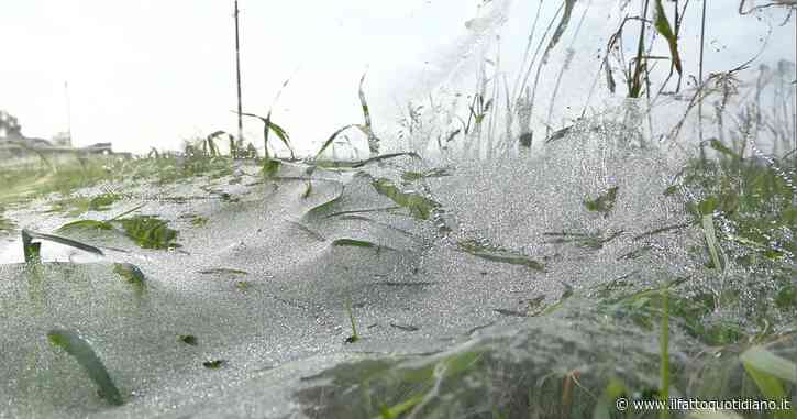 Ragnatele giganti sui campi dell’Emilia Romagna, l’agricoltore di Villa Sera: “Mai vista una cosa del genere”