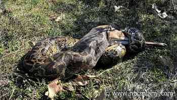 WATCH: Burmese python swallows 77-pound white-tailed deer