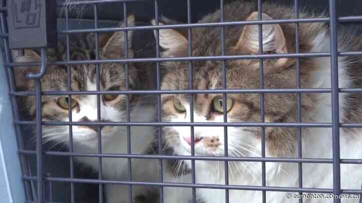 Alberta SPCA says it's spent $1M on animal care this year