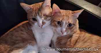 PICTURES: The Daily Echo readers celebrate National Cat Day
