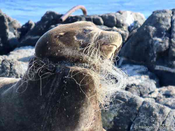 Sea lion with netting embedded in his neck, sealing mouth shut, rescued in B.C.
