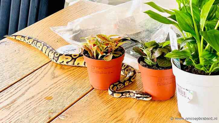 Deze dieren kozen voor het grote avontuur, net als de wallaby in Best