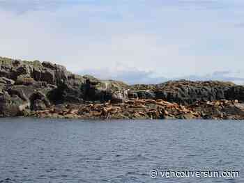 Sea lion with netting embedded in his neck, sealing mouth shut, rescued in B.C.