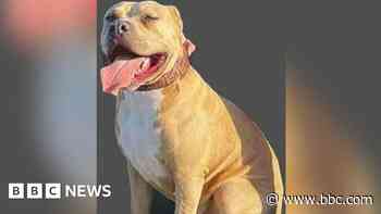 Search for XL bully after attack on woman and dog