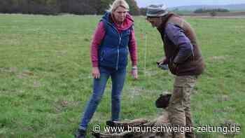 Dramatischer Wolfsriss bei Scheppau: Mindestens 22 Schafe tot