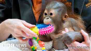 Meet Sibu Jr, the baby orangutan with a new home