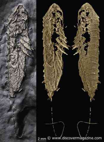 A New 450-Million-Year-Old Arthropod Was Preserved in Fool's Gold