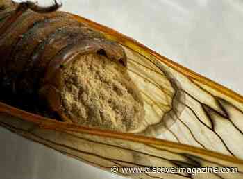 Could Fungi Actually Cause a Zombie Apocalypse?