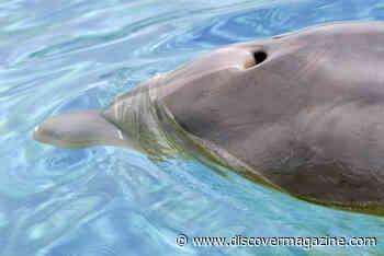 Microplastic Pollution Is Everywhere, Even in the Exhaled Breath of Dolphins