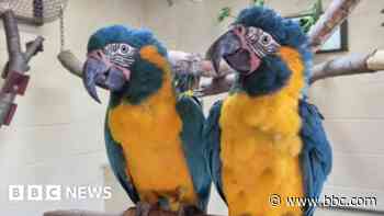 Escaped macaws found safe and returned to zoo