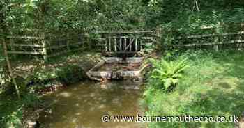 New fish pass built in New Forest to help sea trout and eels migrate
