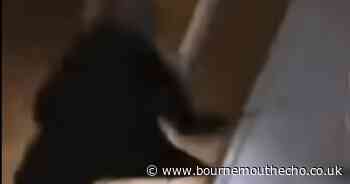 Violent incidents raise fears of gang conflicts in Bournemouth