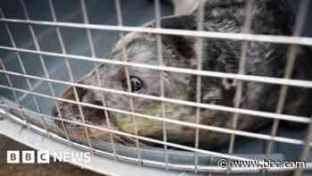Rocky the rescued seal gets VIP treatment