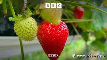 Robot helps pick Essex strawberries