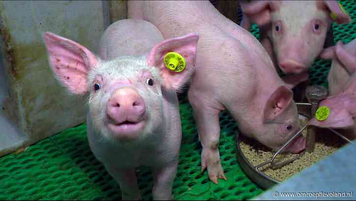Flevoland - 18 Flevolandse boeren praten met ministerie over mogelijke uitkoop