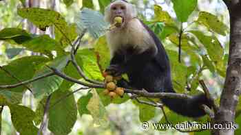 Animals getting drunk off alcohol in the wild is more common than previously thought