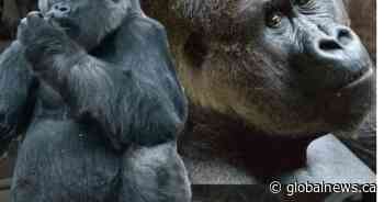 ‘Deeply missed’: 52-year-old gorilla at Toronto Zoo dies from natural causes