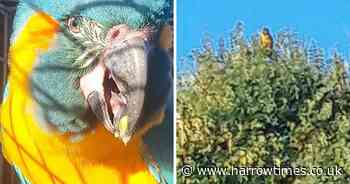 Endangered parrots missing from London Zoo found in Cambridgeshire after six days