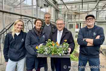 Brugge start bloemenactie nu al op: “120.000 bloemen verdelen, vraagt tijd”