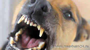 Attacke beim Gassigehen - Streit zwischen Hundebesitzern eskaliert: „Du Fo***“ und Handgreiflichkeiten