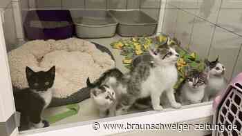 Grausam: Halter werfen Tiere über Zaun in Salzgitters Tierheim