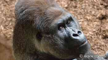 Charles, the Toronto Zoo's western lowland silverback gorilla, dead at 52
