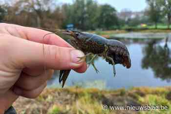 Beruchte marmerkreeft duikt op in Stiemerbeekvallei: “Ernstige bedreiging voor ecosysteem”