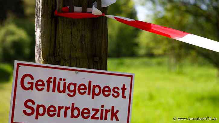 Geflügelpest-Ausbruch im Kreis Altötting: Schutz- und Überwachungszone in drei Landkreisen