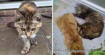 Meet Charlotte - the cat reunited with her owner after 14 years apart