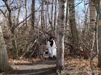 'Under the radar': Elaborate Edmonton homeless encampment highlights gaps, says councillor