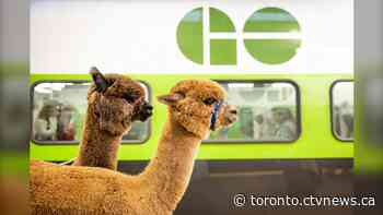 Alpacas ride the GO Train to Union Station as The Royal readies to roll into town for another year