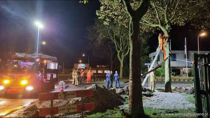 Urk - Boom op Urk neergehaald na waterlek nadat wortels drukten op gasleiding