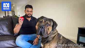 'Cash cows milked by the system': International students on the front line of housing crisis