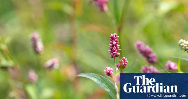 Country diary: Signs of when this ghost river was alive | Ollie Southall