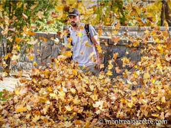 Leaf collection in Montreal ahead of winter: Dos and Don’ts