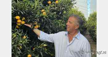 Eerste clementines uit Calabrië op de markt