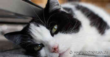 Kreis Kitzingen: Frau findet ihre Katze blutend im Hof - Tier muss eingeschläfert werden