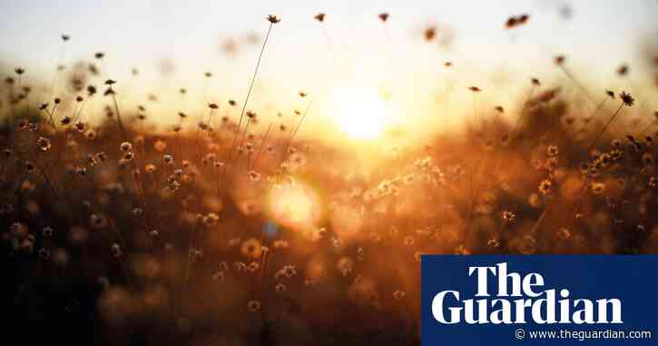 Never-ending story: rare flower gatherers of Diamantina