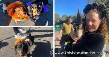 Sausage dogs dress up as witches, pumpkins and devils for 'Halloweiner' walk