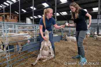 Nieuw blauwtongvirus aangetroffen op boerderij in Dronten en zeven andere plekken in het land