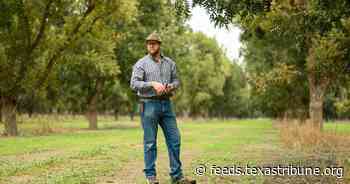 A West Texas pecan farm fights to save its water supply as neighbors sell it to growing cities