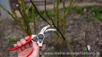 Rosen im Herbst schneiden: Sinnvoll oder nicht?